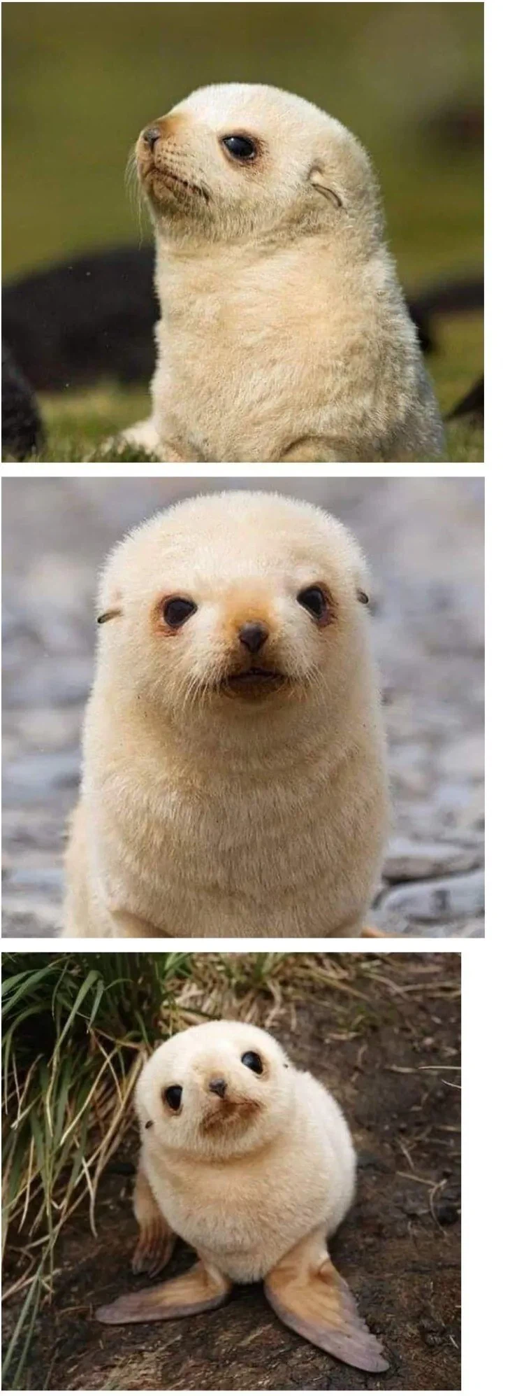 생후 일주일 된 물개_1.webp