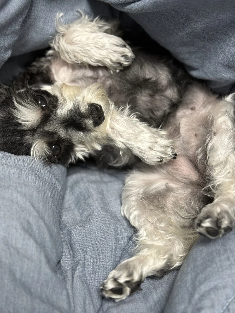 우리집 댕댕이_1.webp