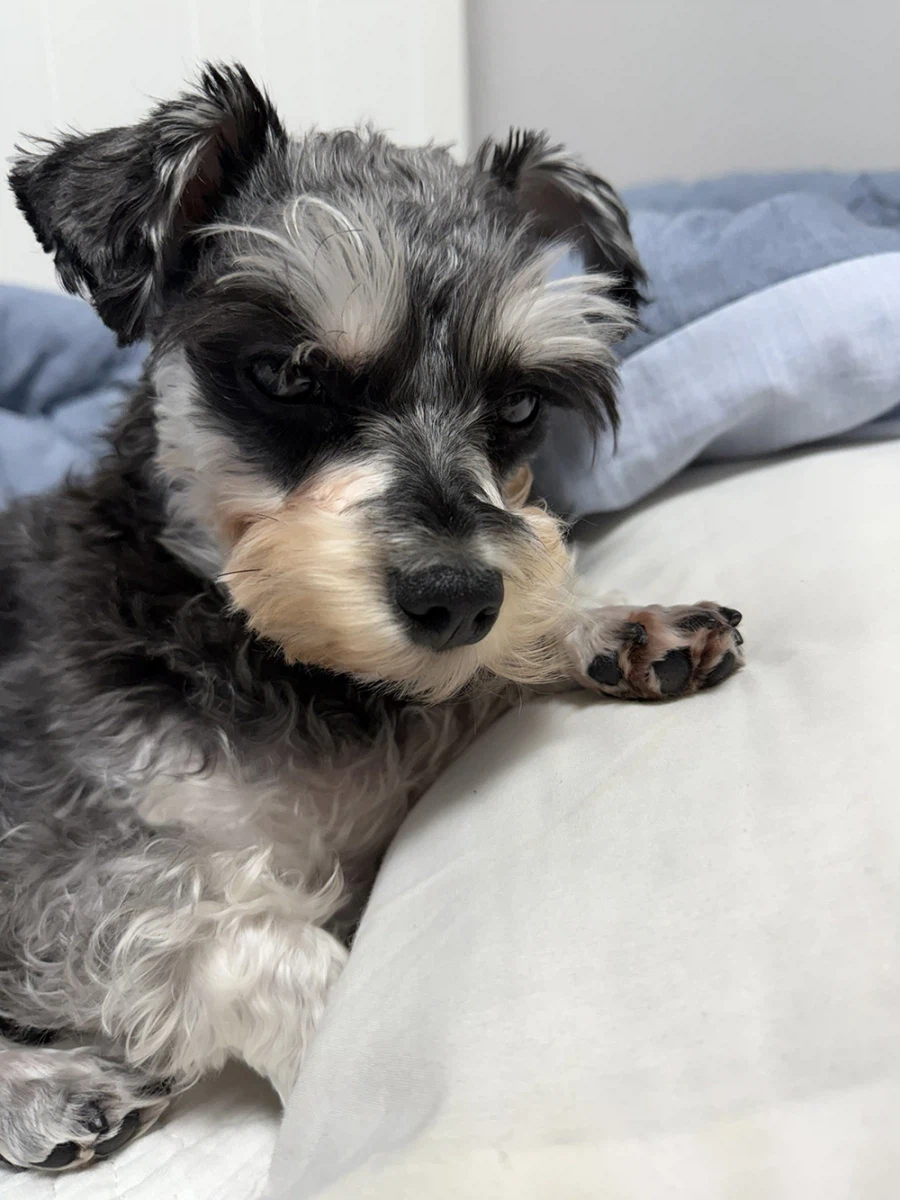 우리집 댕댕이_2.webp