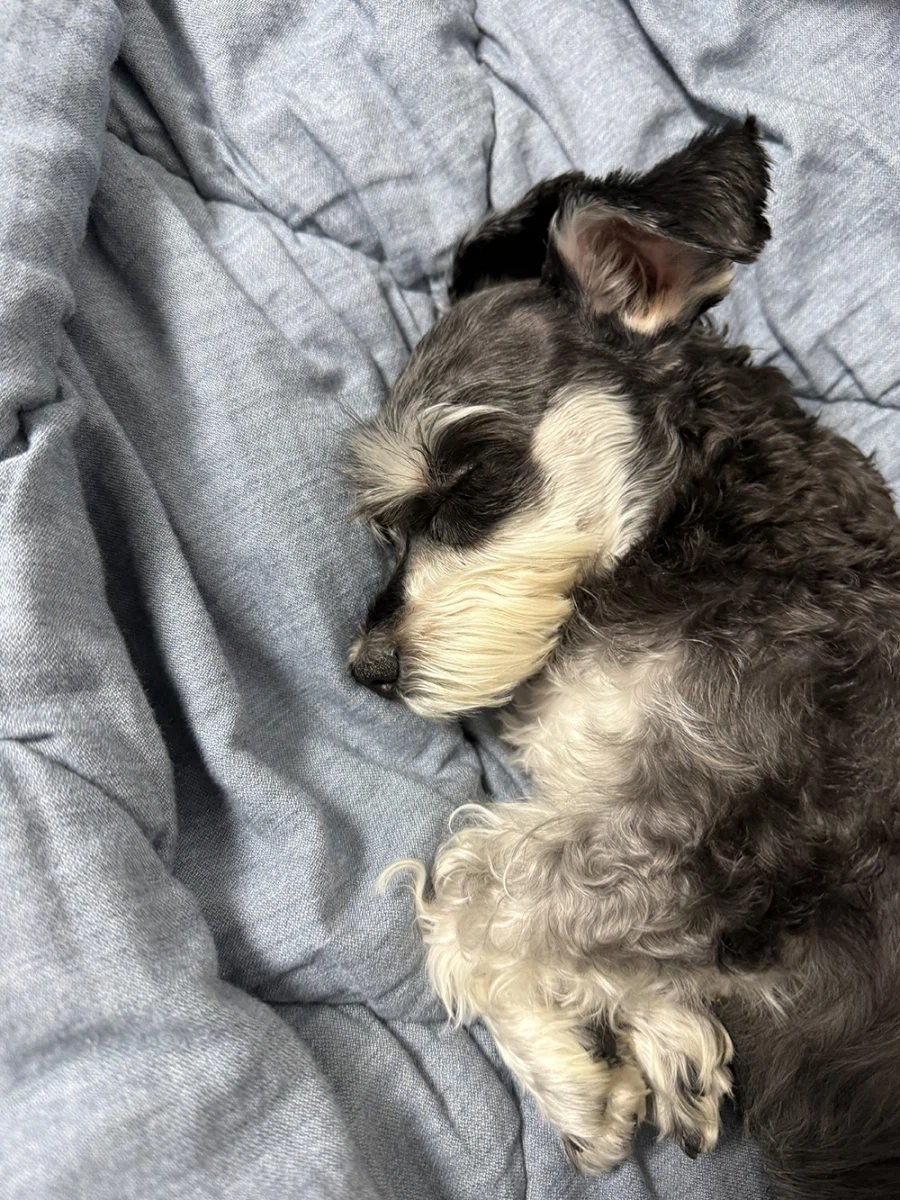 우리집 댕댕이_3.webp