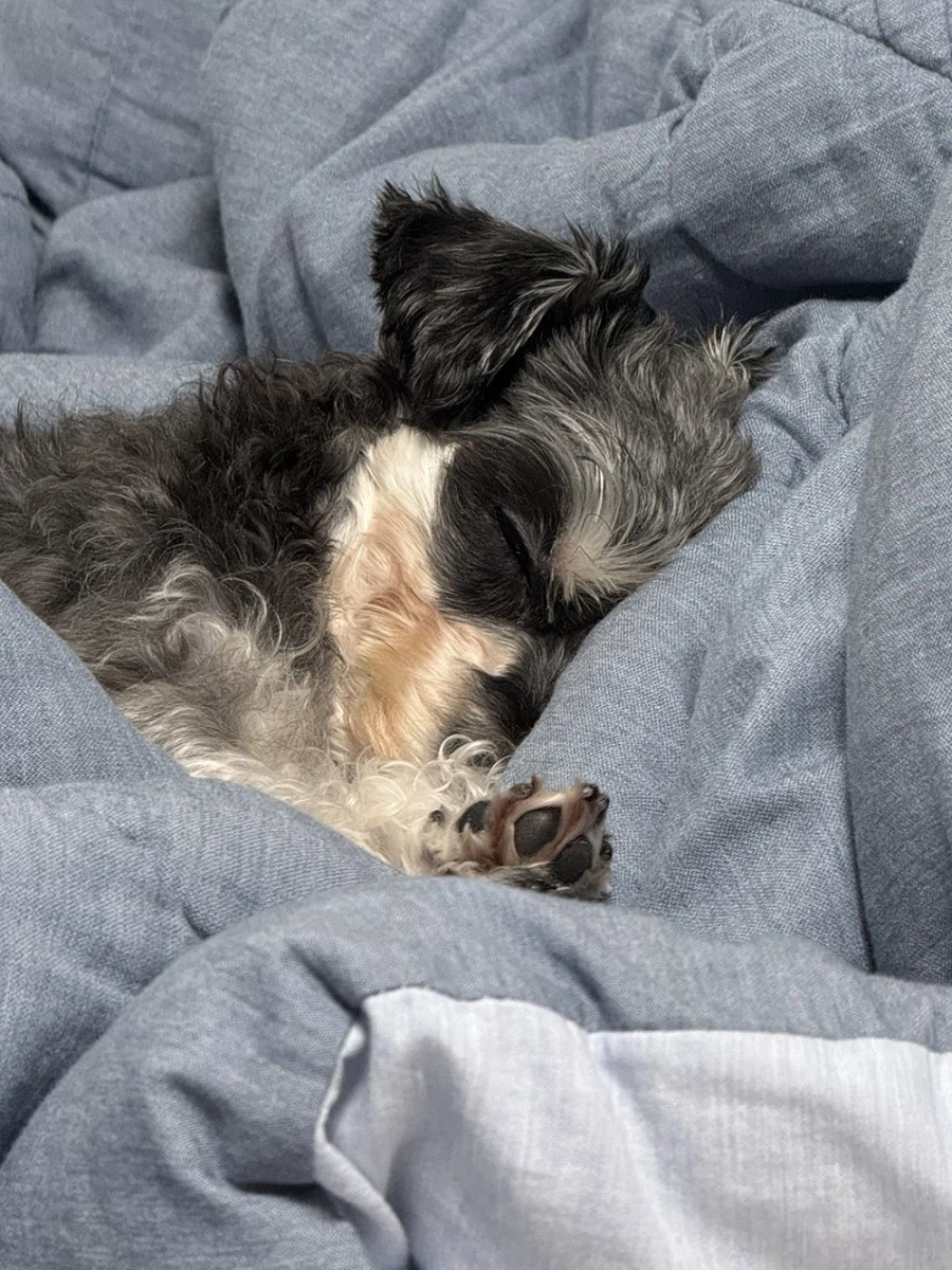 우리집 댕댕이_4.webp