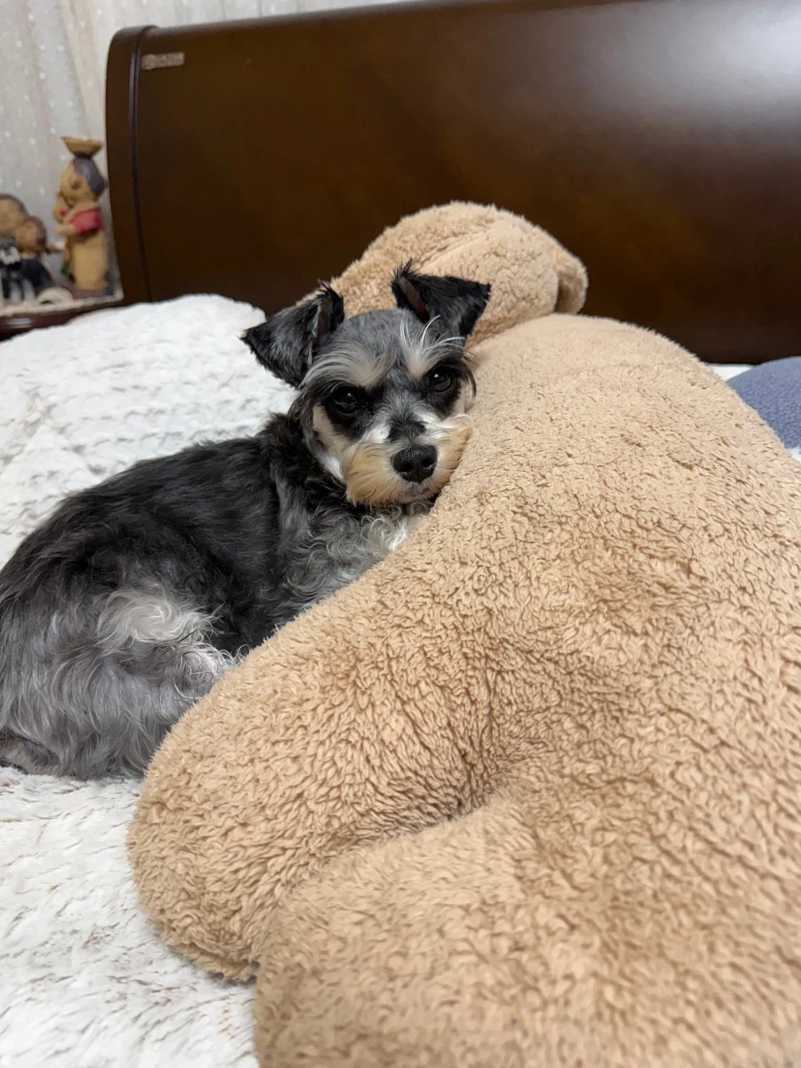 우리집 댕댕이_5.webp