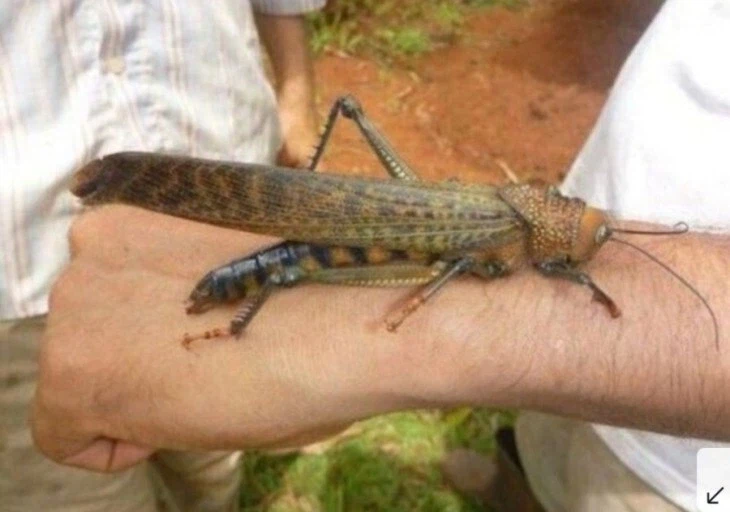 혐) 역사적으로 메뚜기떼가 재앙으로 불린 이유_2.webp