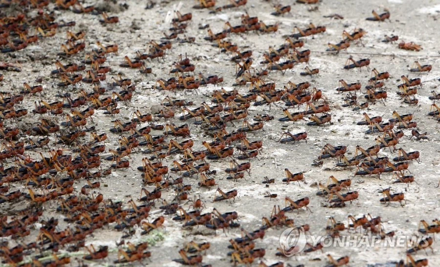 혐) 역사적으로 메뚜기떼가 재앙으로 불린 이유_3.webp