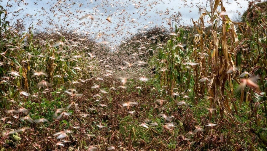 혐) 역사적으로 메뚜기떼가 재앙으로 불린 이유_6.webp