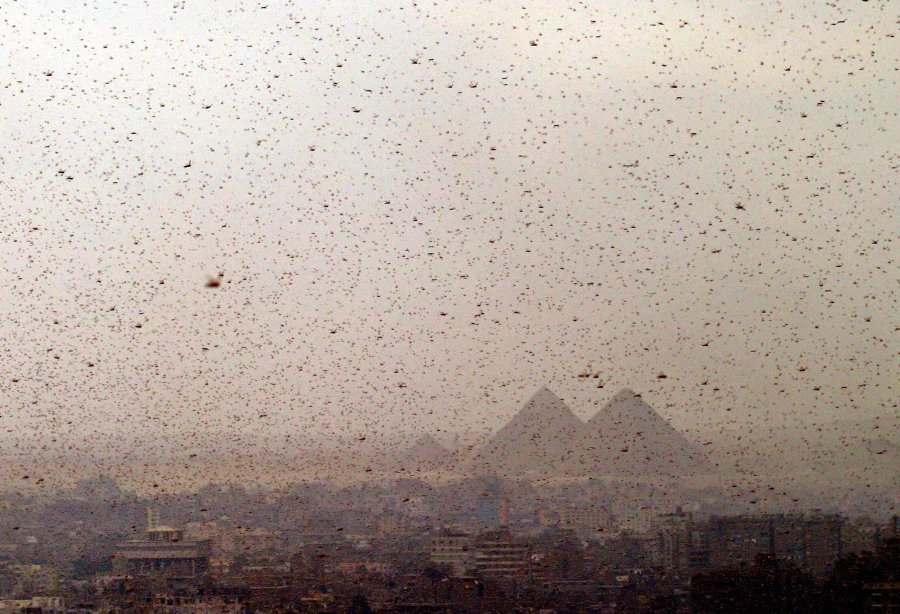 혐) 역사적으로 메뚜기떼가 재앙으로 불린 이유_1.webp