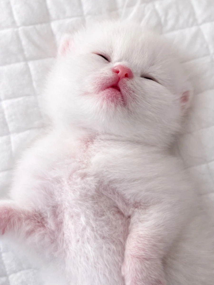 잠자는 꼬물이..._2.webp