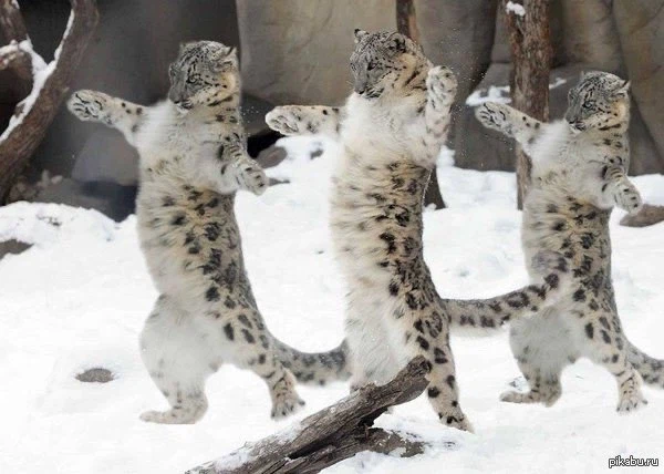 우리의 합동공격을 받아보거라_1.webp