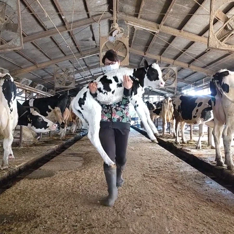 낙농 8년차 여사님의 근육_1.webp