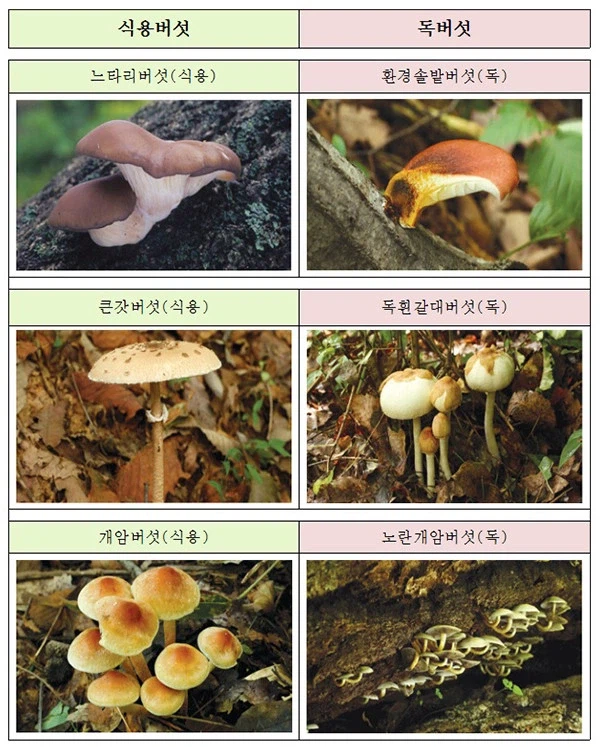 산에서 버섯 캐먹지 말라는 이유_1.webp