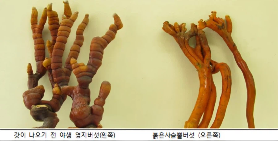 산에서 버섯 캐먹지 말라는 이유_2.webp