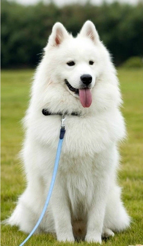 내 최애견종은 사모예드야_2.webp