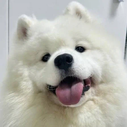 내 최애견종은 사모예드야_4.webp