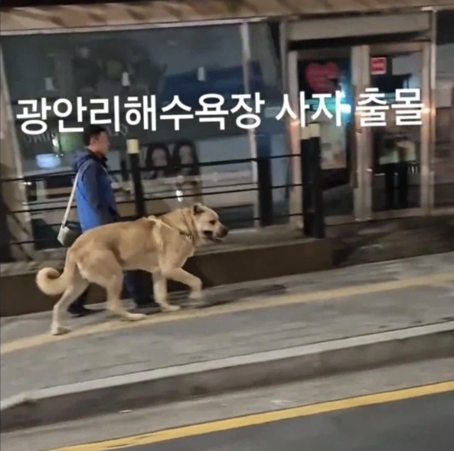 광안리 해수욕장 사자라고 불리는 개의 견종.jpg_1.webp