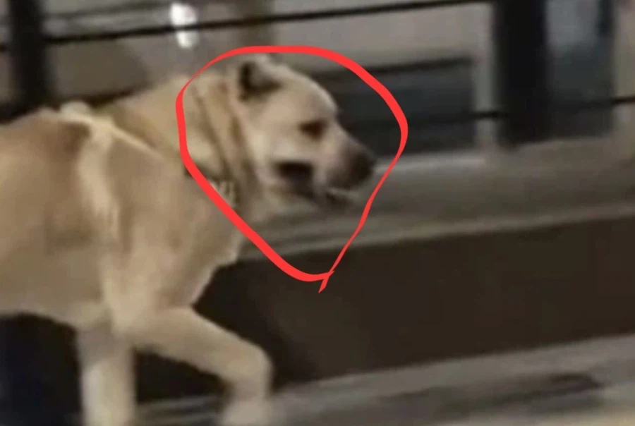 광안리 해수욕장 사자라고 불리는 개의 견종.jpg_5.webp