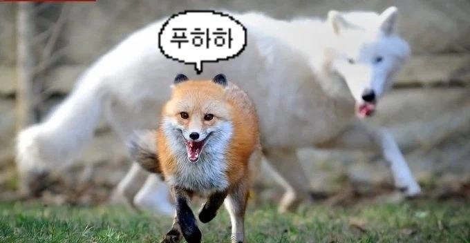 바들바들 여우짤.jpg_2.webp