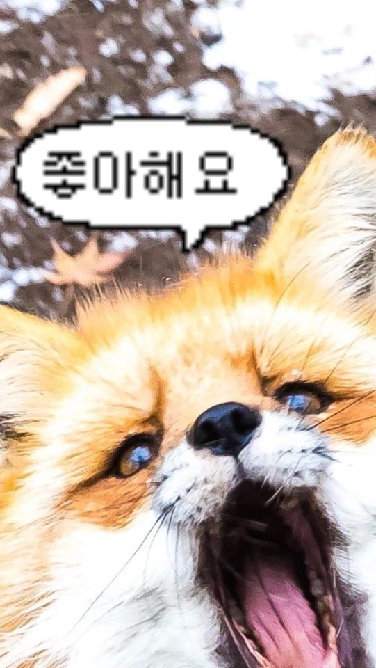 바들바들 여우짤.jpg_5.webp
