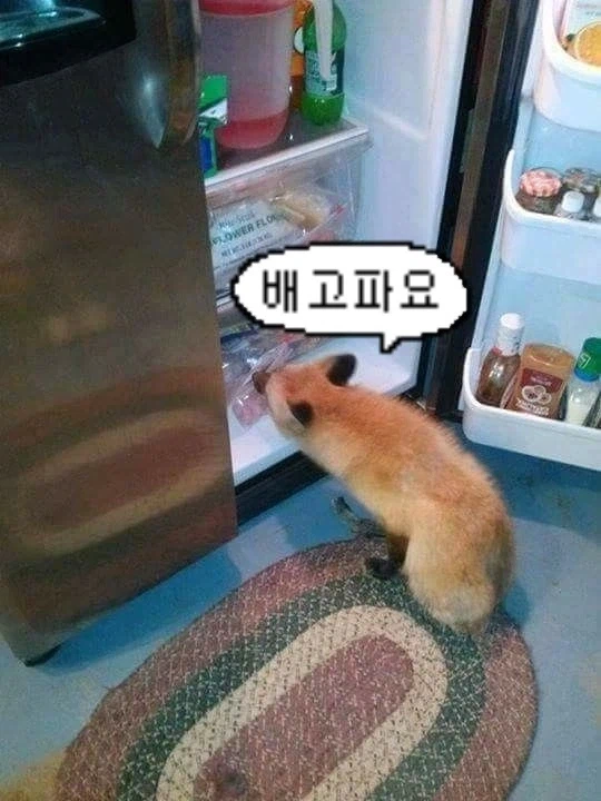 바들바들 여우짤.jpg_7.webp