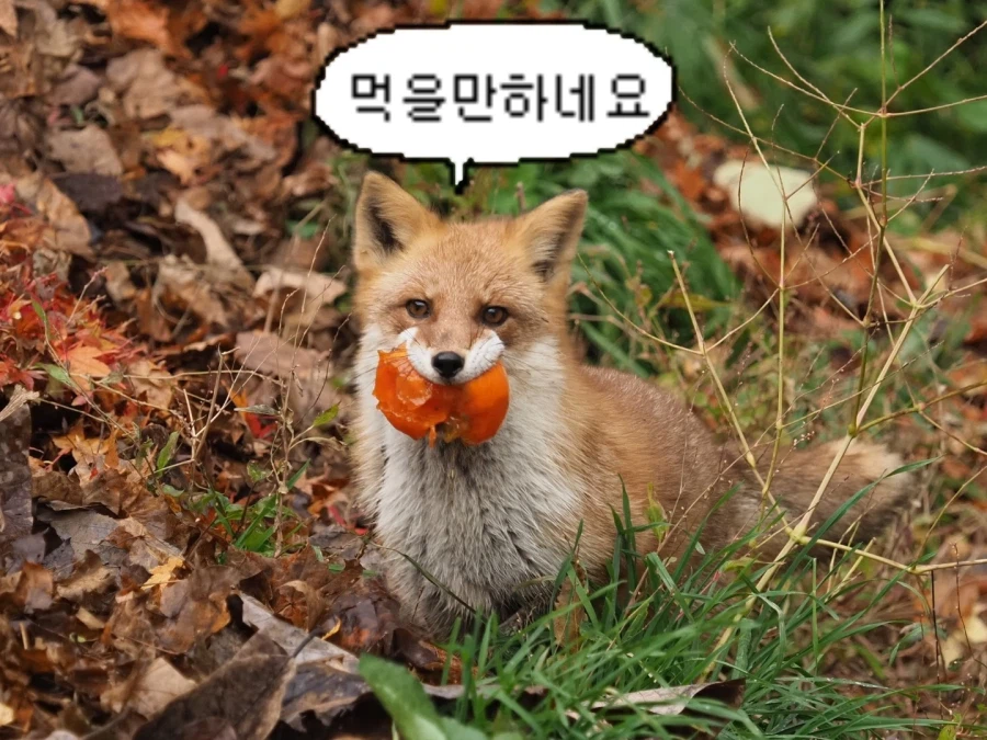 바들바들 여우짤.jpg_8.webp