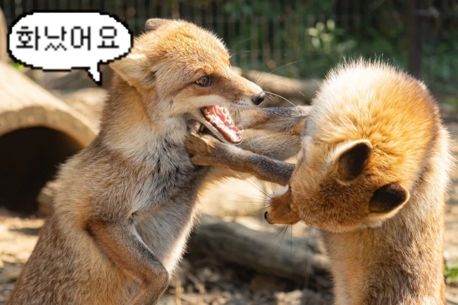 바들바들 여우짤.jpg_10.webp