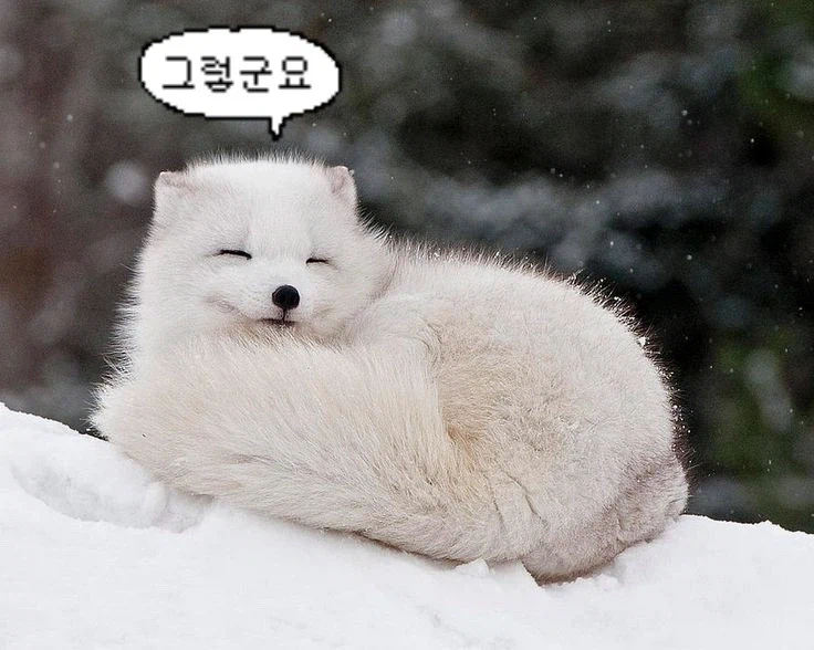 바들바들 여우짤.jpg_11.webp