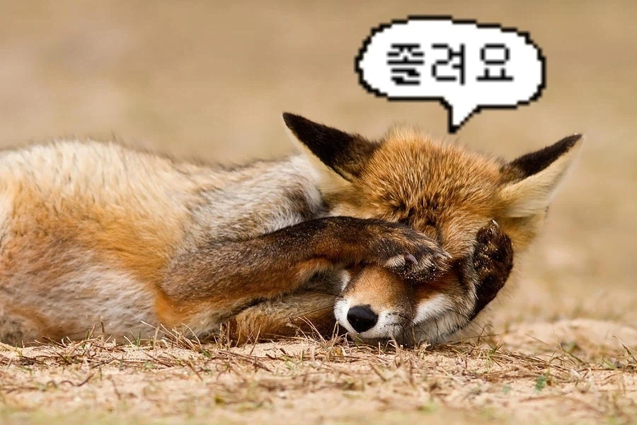 바들바들 여우짤.jpg_12.webp