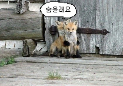 바들바들 여우짤.jpg_14.webp