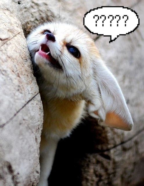 바들바들 여우짤.jpg_15.webp