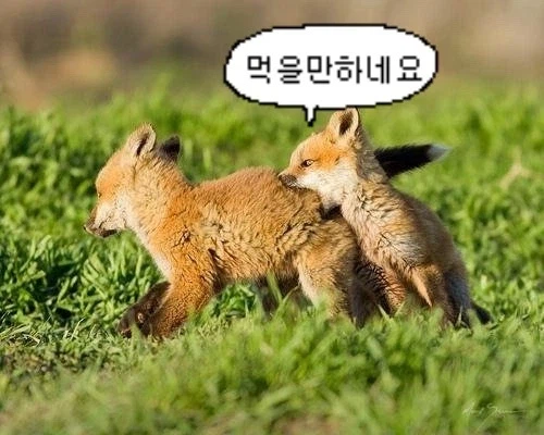 바들바들 여우짤.jpg_17.webp