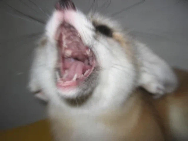 바들바들 여우짤.jpg_18.webp