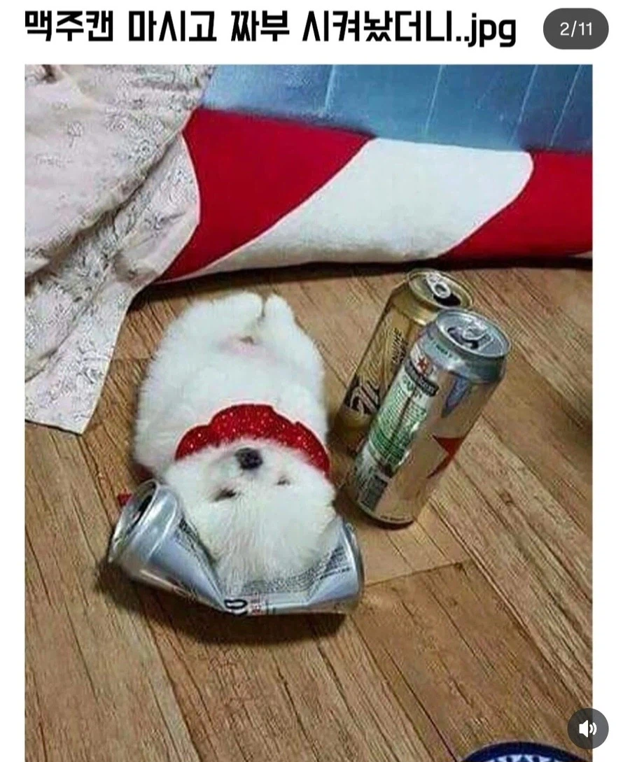 맥주캔 마시고 짜부 시켜놨더니..._1.webp