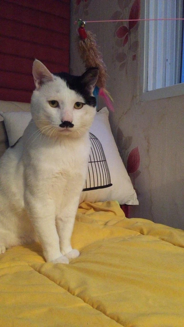 묘한 꿍꿍이가 있는 고양이_1.webp