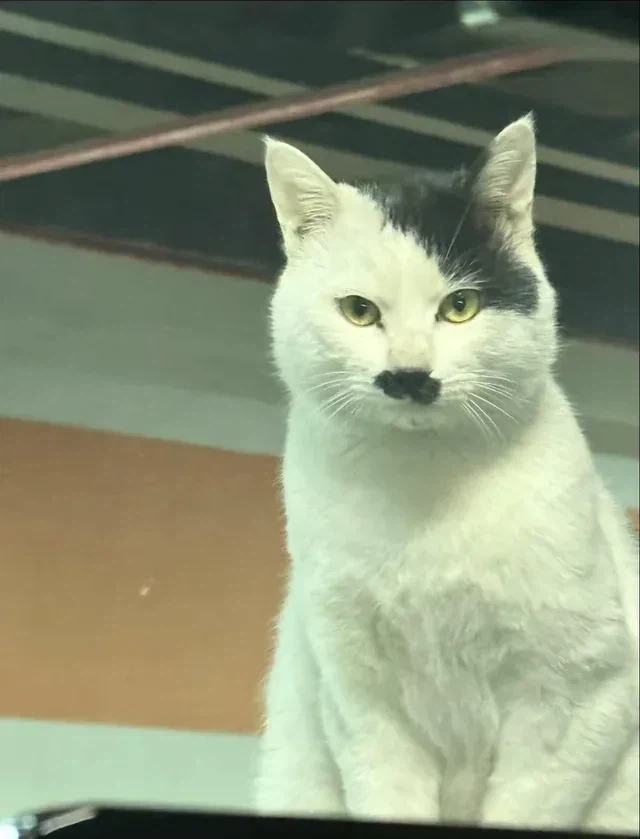 묘한 꿍꿍이가 있는 고양이_2.webp