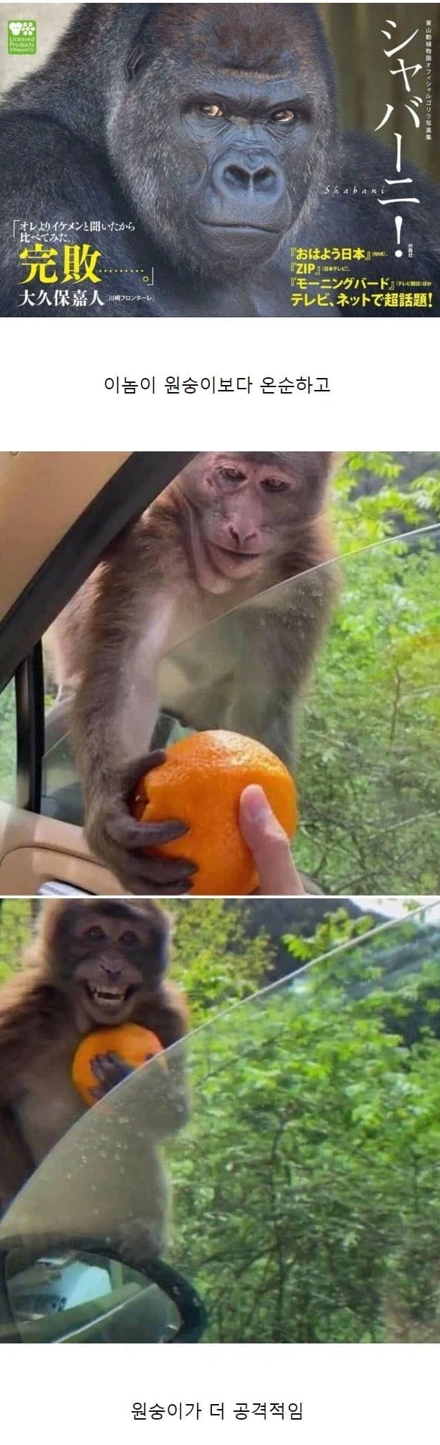 고릴라와 원숭이의 차이.jpg_1.webp
