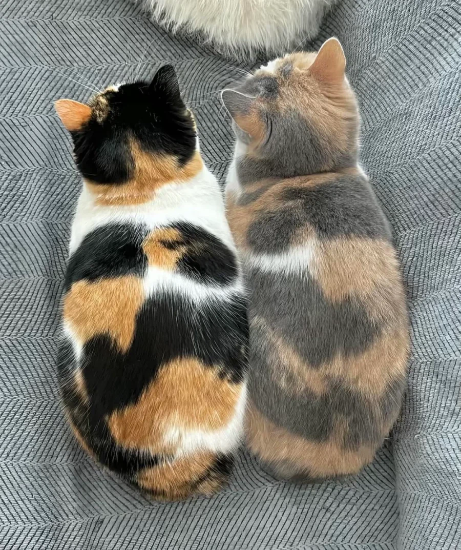 잉크가 부족한 고양이_1.webp