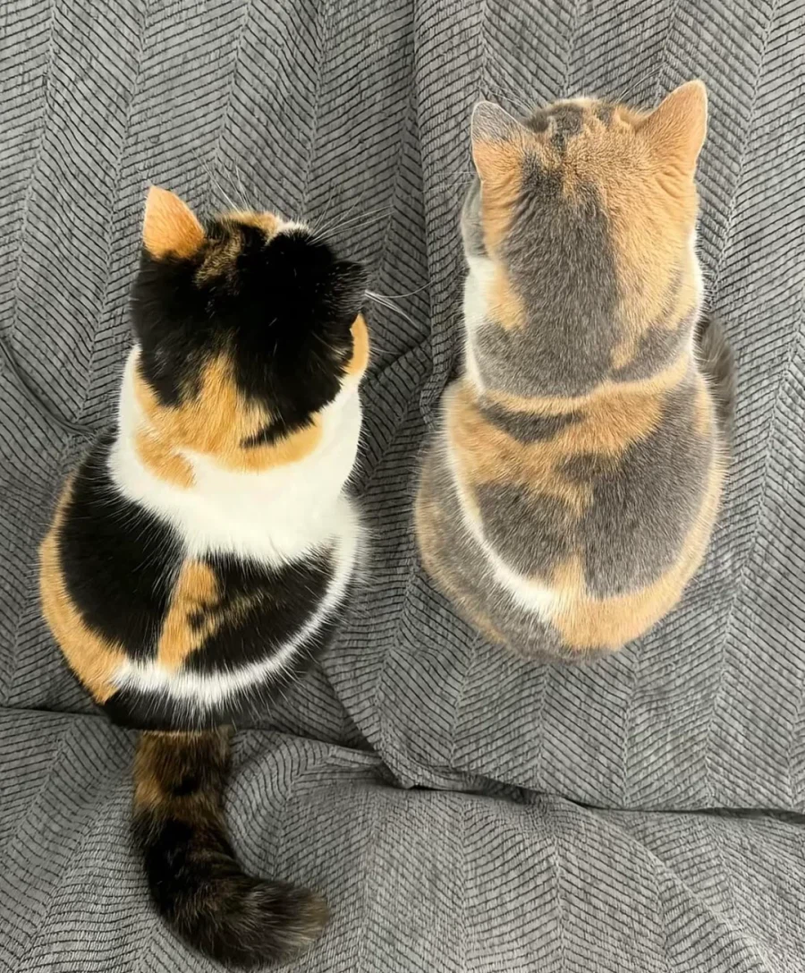 잉크가 부족한 고양이_2.webp