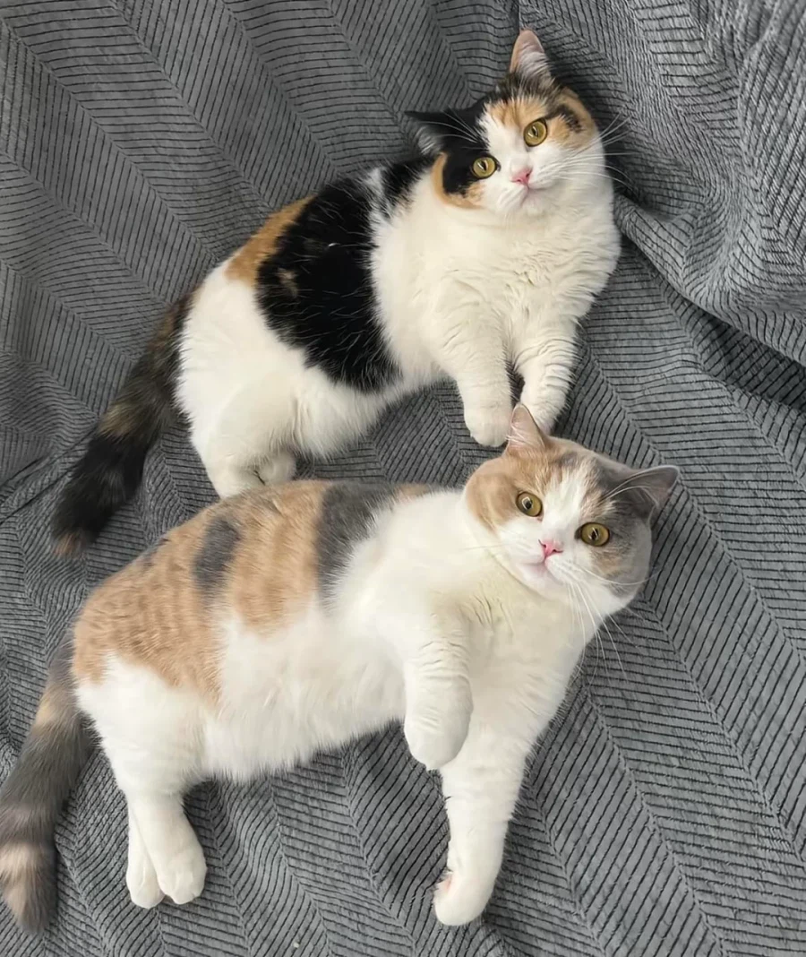 잉크가 부족한 고양이_3.webp