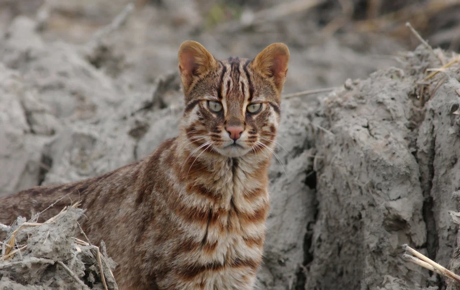 무슨무슨법으로는 도저히 감당할 수 없는 간지 사진 한장!!!_1.webp
