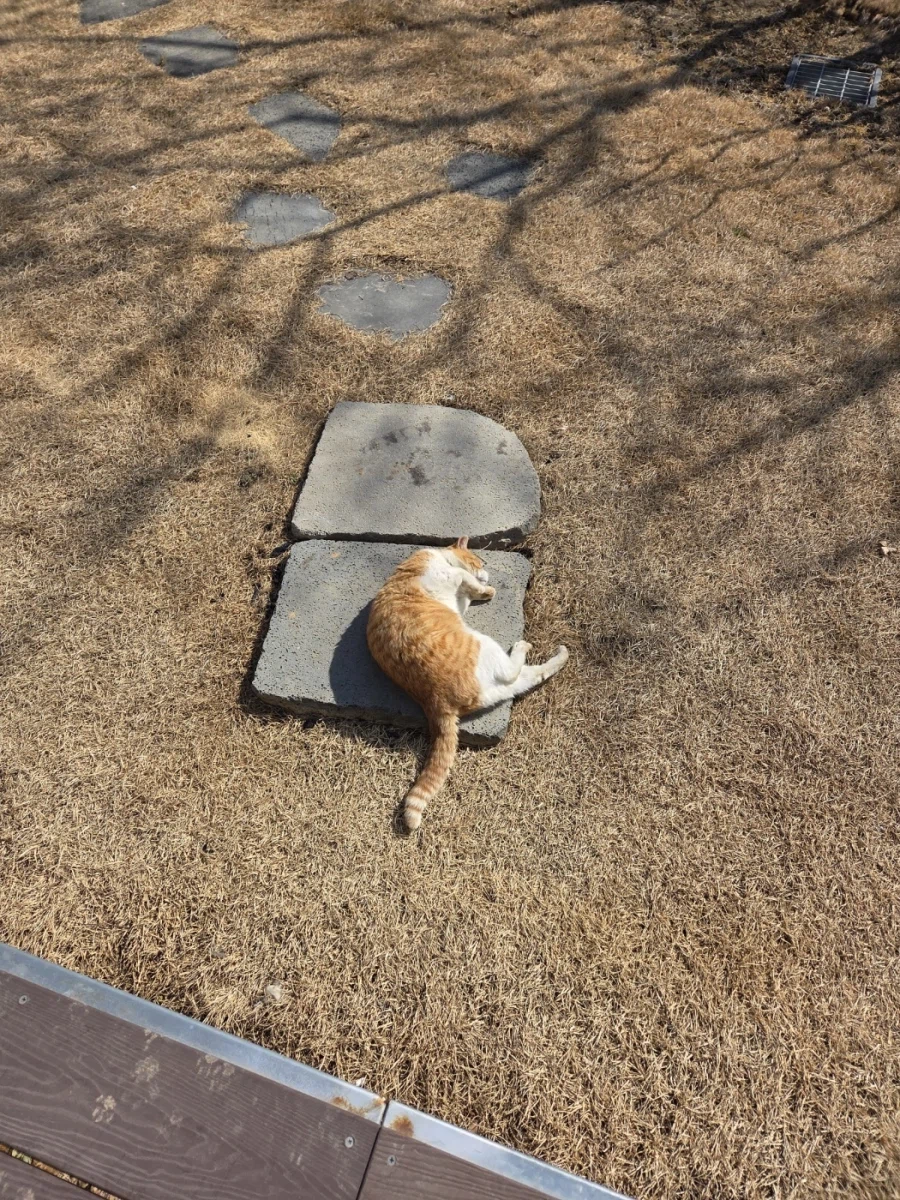 마당고양이 집으로 납치했다_1.webp