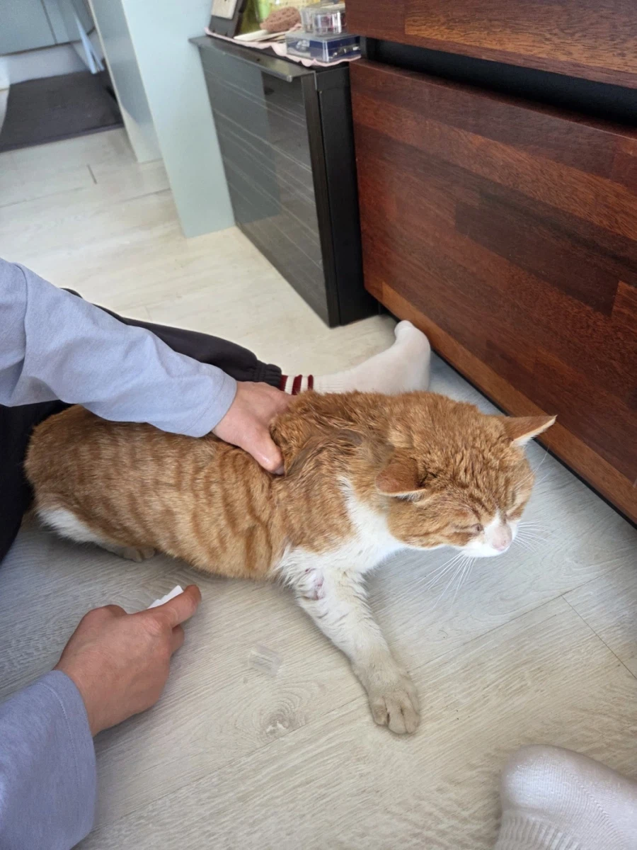 마당고양이 집으로 납치했다_2.webp