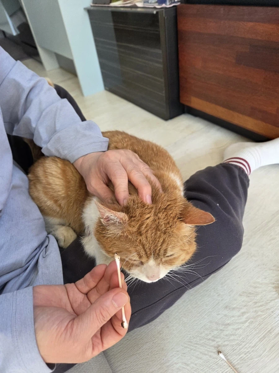 마당고양이 집으로 납치했다_3.webp