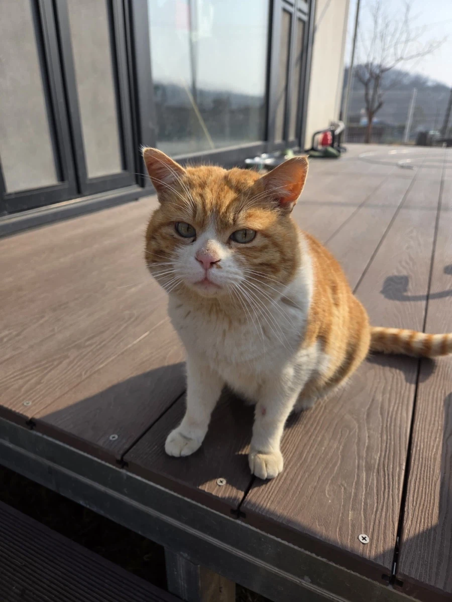 마당고양이 집으로 납치했다_4.webp