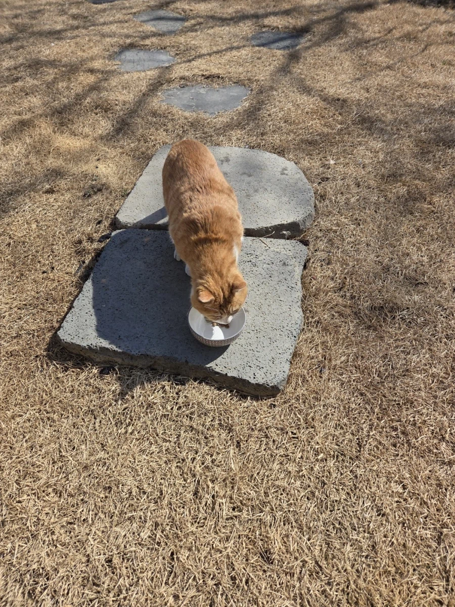 마당고양이 집으로 납치했다_5.webp