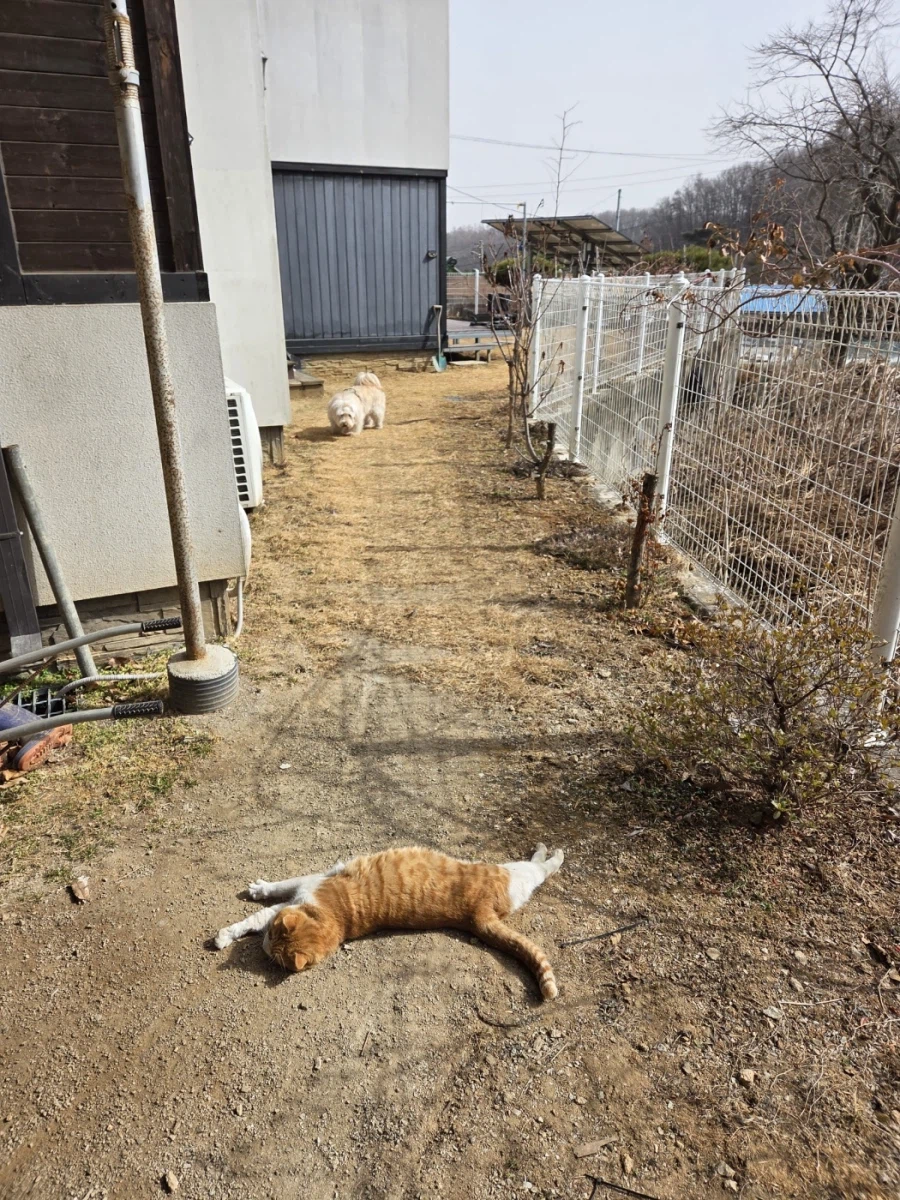 마당고양이 집으로 납치했다_6.webp