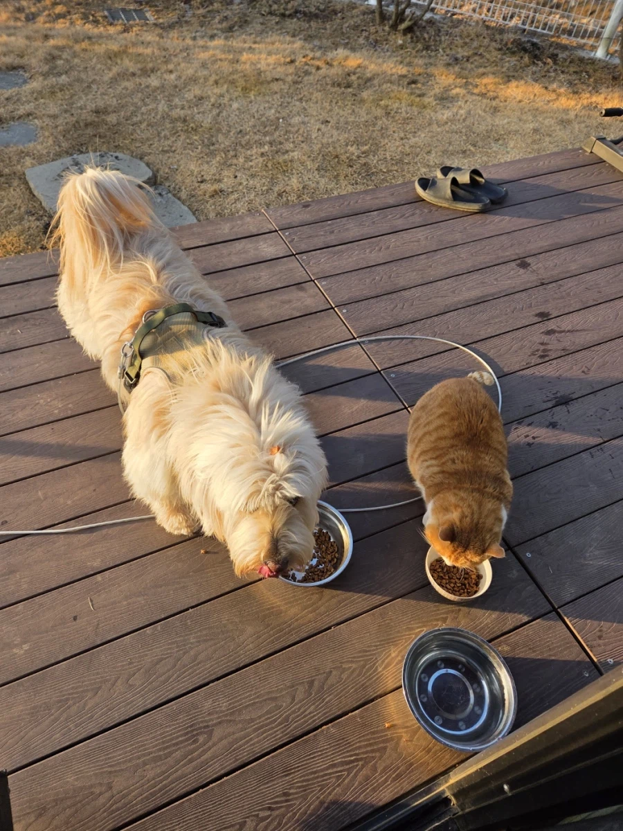 마당고양이 집으로 납치했다_8.webp