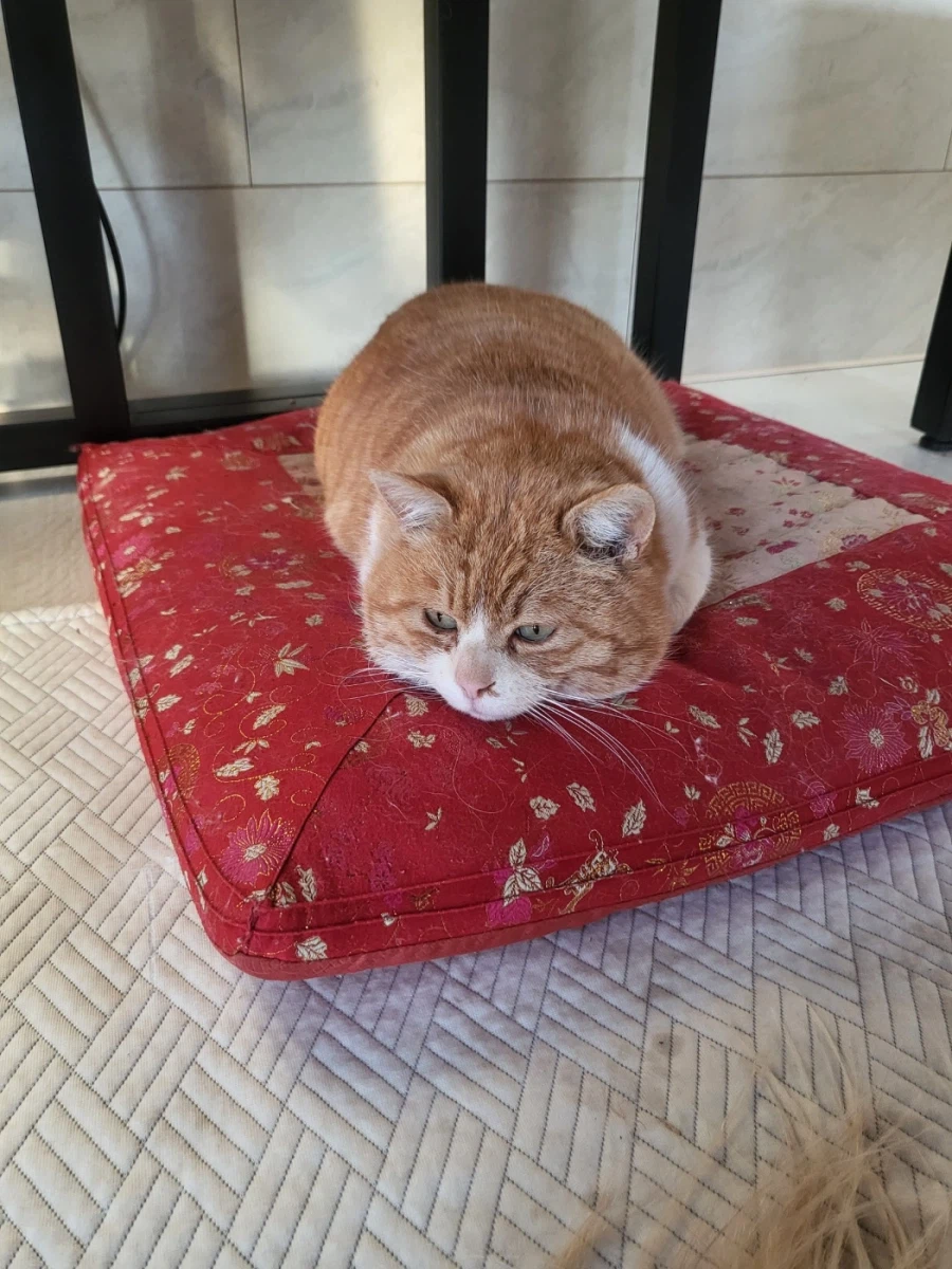 마당고양이 집으로 납치했다_9.webp