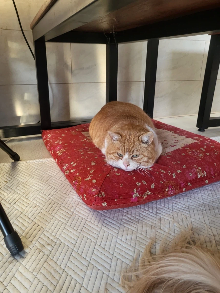 마당고양이 집으로 납치했다_10.webp