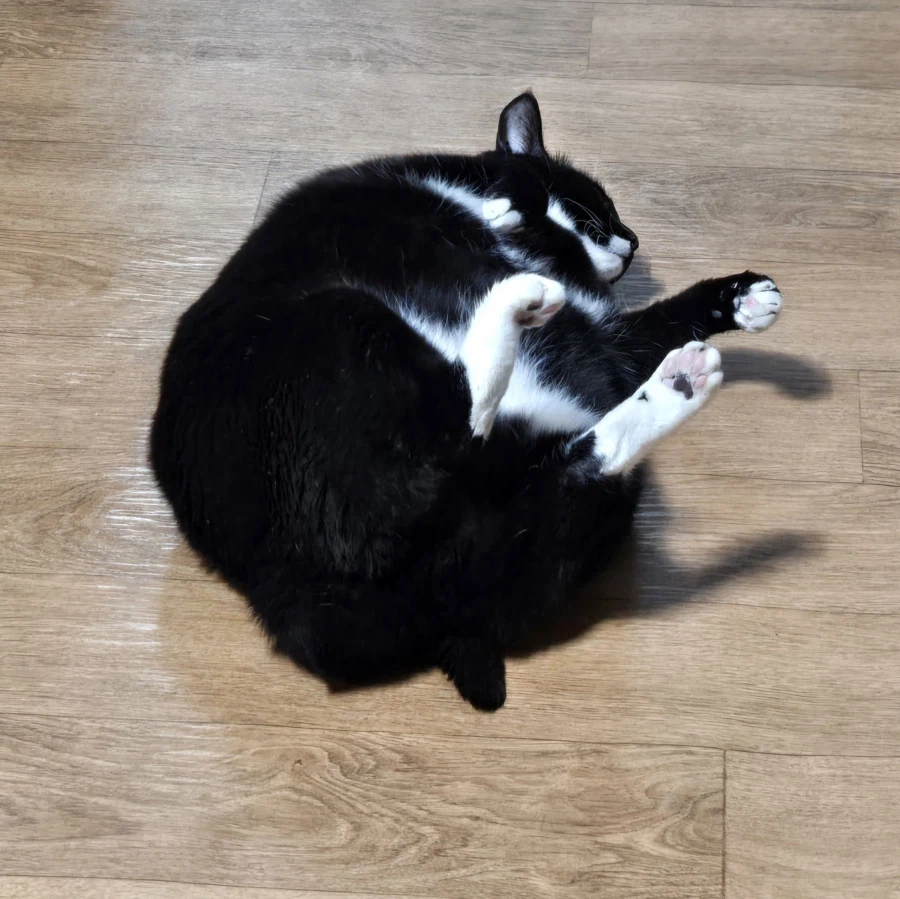 야옹이랑 오토코노코미야끼 먹음_5.webp