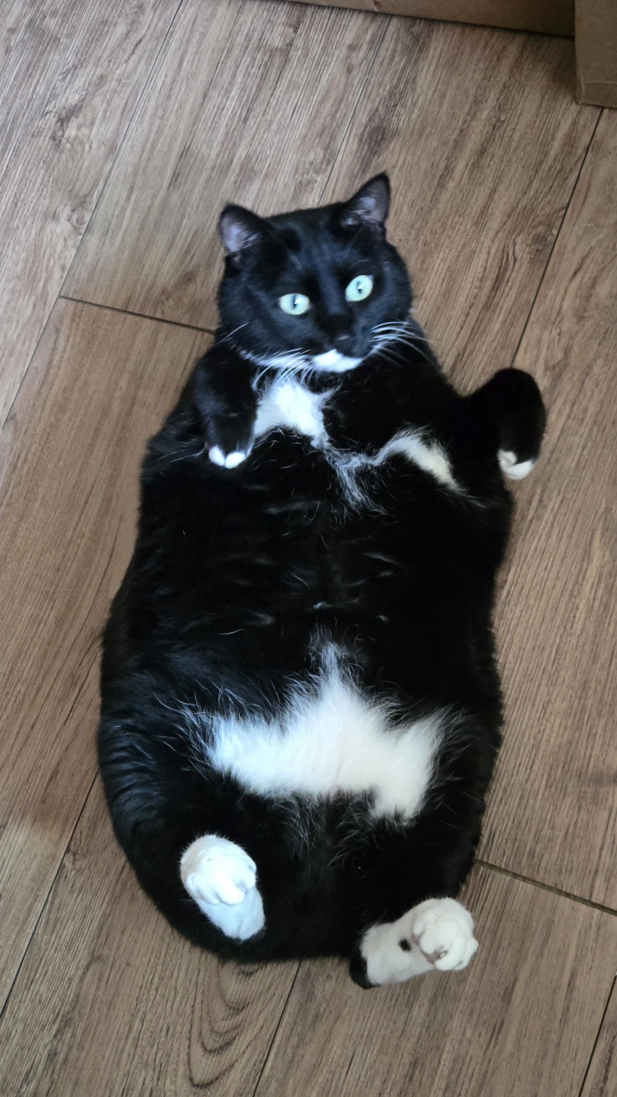 야옹이랑 오토코노코미야끼 먹음_7.webp