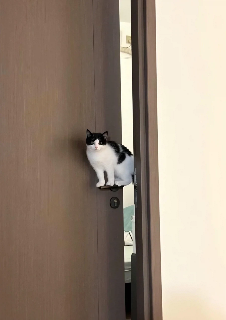 문고리 위에 올라간 고양이_1.webp